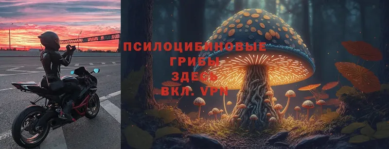 купить  цена  Белокуриха  Галлюциногенные грибы Cubensis 